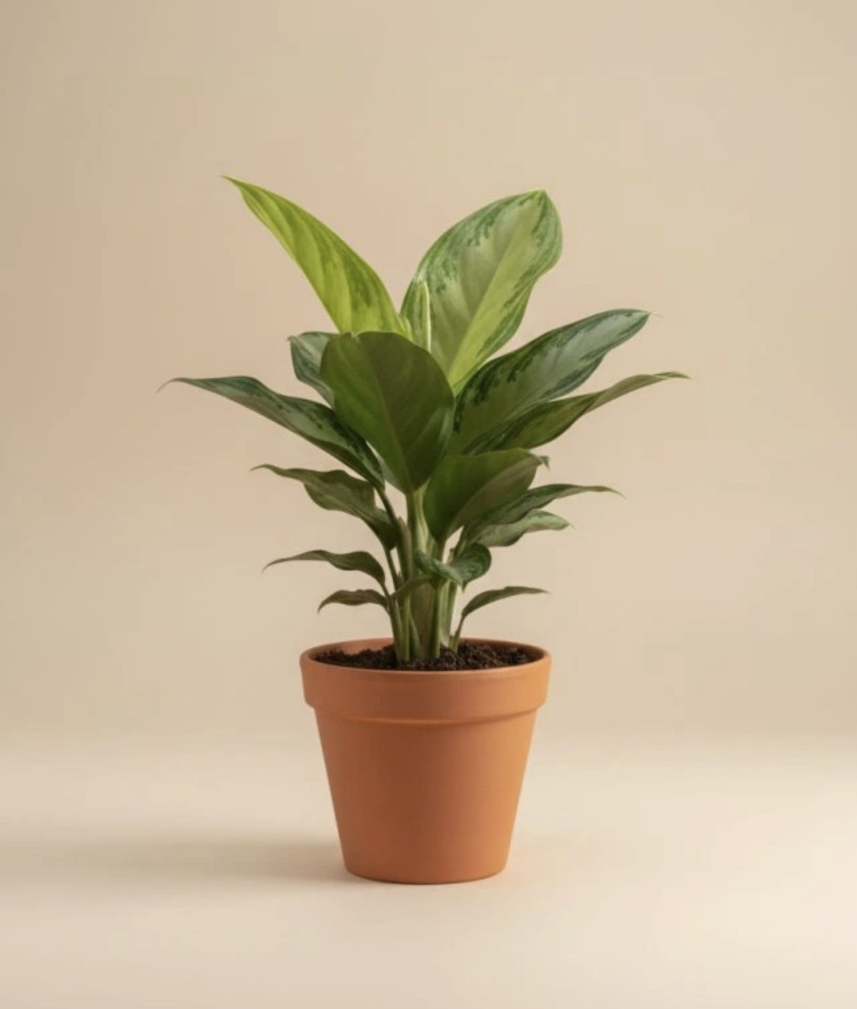 Aglaonema Silver Bay